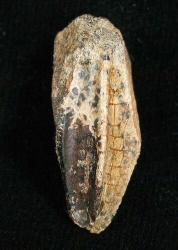 Nice Edmontosaurus (Hadrosaur) Tooth - #5680